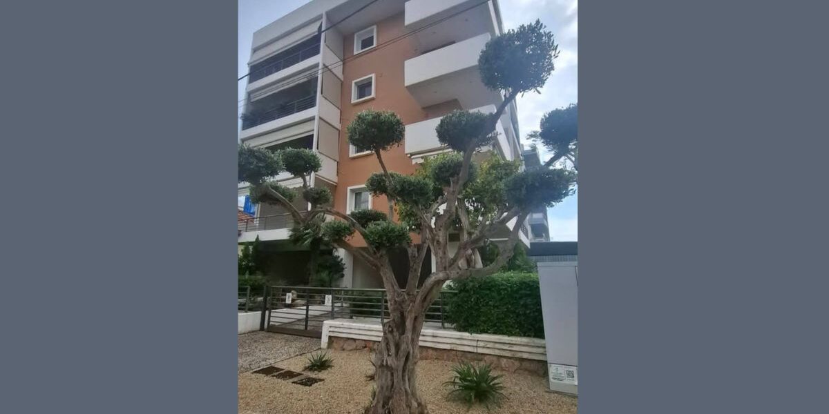 Κλαδεμένη ελιά σε στυλ cloud pruning έξω από σύγχρονο κτίριο στη Γλυφάδα