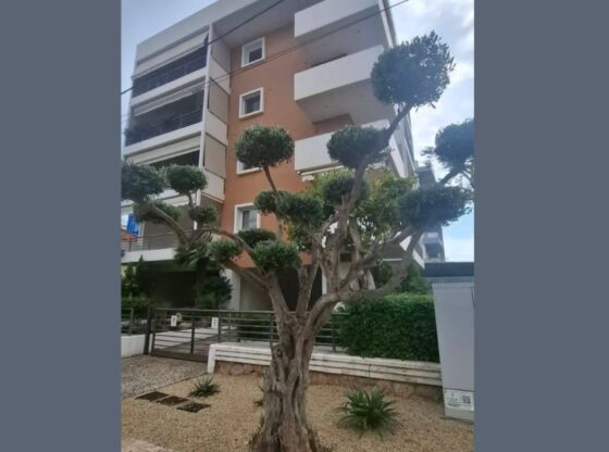 Κλαδεμένη ελιά σε στυλ cloud pruning έξω από σύγχρονο κτίριο στη Γλυφάδα