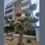 Κλαδεμένη ελιά σε στυλ cloud pruning έξω από σύγχρονο κτίριο στη Γλυφάδα